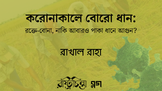 করোনাকালে বোরো ধান: রক্তে-বোনা, নাকি আবারও পাকা ধানে আগুন?